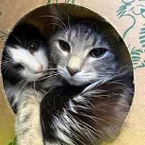 Thumbnail photo of Stuffing #3