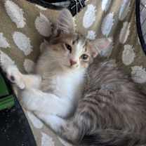 Thumbnail photo of Cloud  *A PRIORITY PET* #3