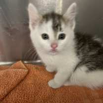 Thumbnail photo of Sammie Gregg #3