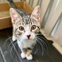 Thumbnail photo of Octoburr Fest 27 #4