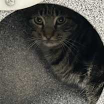 Thumbnail photo of Evergreen #3