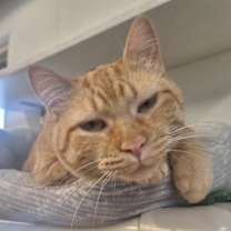 Thumbnail photo of Georgia #4