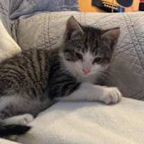 Thumbnail photo of Bruce Wayne ** FeLV+ mama** #2