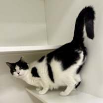 Thumbnail photo of Trixie M #2