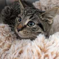 Thumbnail photo of Frado #1