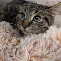 Thumbnail photo of Frado #2