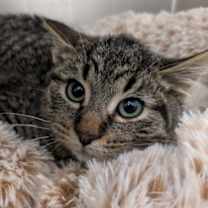 Thumbnail photo of Frado #3