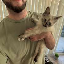 Thumbnail photo of Smoke - female kitten #2