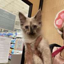 Thumbnail photo of Smoke - female kitten #3