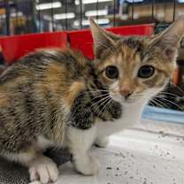 Thumbnail photo of Egg Nog #2