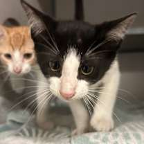 Thumbnail photo of Simmer #1