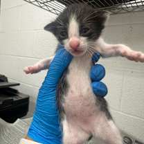 Thumbnail photo of Simmer #2