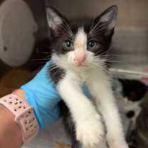 Thumbnail photo of Simmer #3