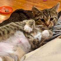 Thumbnail photo of Nature Siblings: Ivy (16750) #1