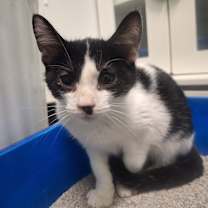 Thumbnail photo of Dodger #2