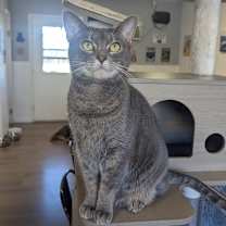 Thumbnail photo of Bibble #2