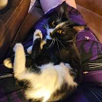 Thumbnail photo of Sugar #3