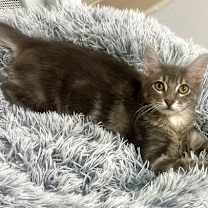 Thumbnail photo of Moonlight #3