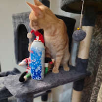 Thumbnail photo of Grace #4