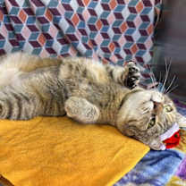 Thumbnail photo of Vera Cruz #3