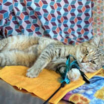 Thumbnail photo of Vera Cruz #4