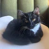 Thumbnail photo of Snowflake #2