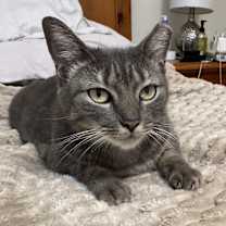 Thumbnail photo of Grey #1