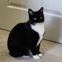 Thumbnail photo of Hershey #1