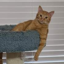 Thumbnail photo of Flerken #2