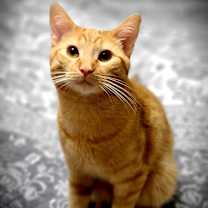 Thumbnail photo of Flerken #3