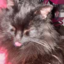 Thumbnail photo of Meadow #2