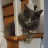 Thumbnail photo of Boo #2