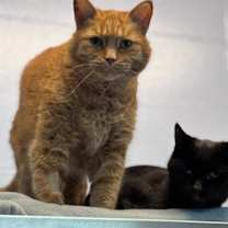 Thumbnail photo of Pooh Bear #11 #2