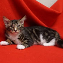 Thumbnail photo of Fendi #2