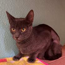 Thumbnail photo of Layla  #3