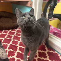 Thumbnail photo of Layla  #4