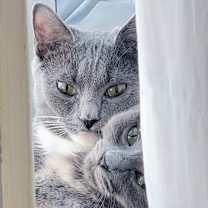 Thumbnail photo of Boo #4