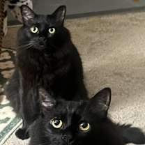 Thumbnail photo of Whisker and Bebo #1