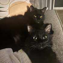 Thumbnail photo of Whisker and Bebo #2