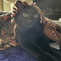 Thumbnail photo of Whisker and Bebo #4