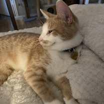 Thumbnail photo of Stevie (bonded with Satski) #3