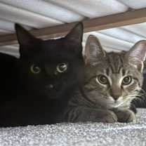 Thumbnail photo of Tootsie #3