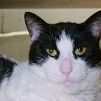 Thumbnail photo of Ally Cat #1