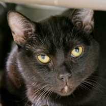 Thumbnail photo of Amaretto #1