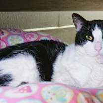 Thumbnail photo of Ally Cat #2