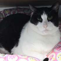 Thumbnail photo of Ally Cat #3