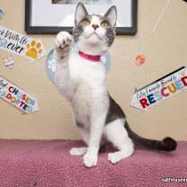 Thumbnail photo of Abby #1