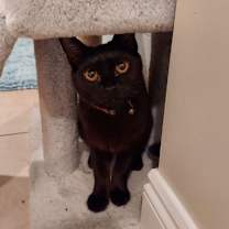 Thumbnail photo of Copper #1