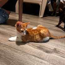 Thumbnail photo of Tigger (and Goofy) #4