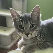 Thumbnail photo of Louie #3